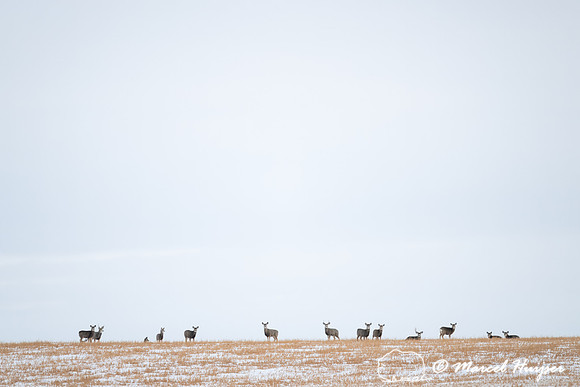 Mule deer (Odocoileus hemionus) on wheat field in winter, Albert