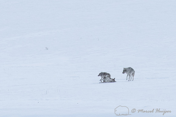 Coyotes in a copulatory tie while a third coyote looks on, Wyomi