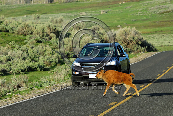 Bison (Bos bison) crossing the road, WY