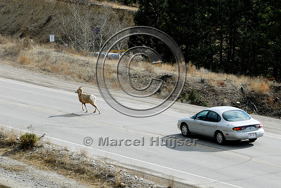 Bighorn sheep pushed by a car