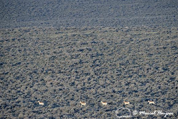 Line of pronghorn (Antilocapra americana) in a sagebrush sea, Montana, USA