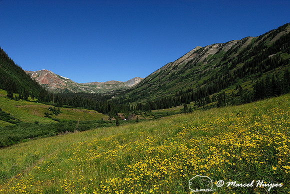 Field of flowers, Oh Be Joyful Wilderness, Colorado, USA