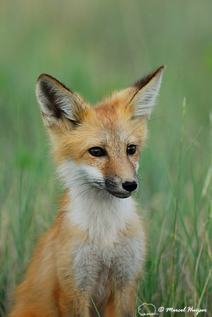 Portrait of red fox (Vulpes vulpes) kit, Montana, USA