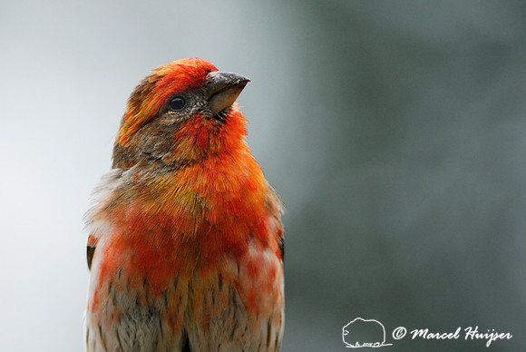 House finch (Carpodacus mexicanus), male, Missoula, Montana, USA