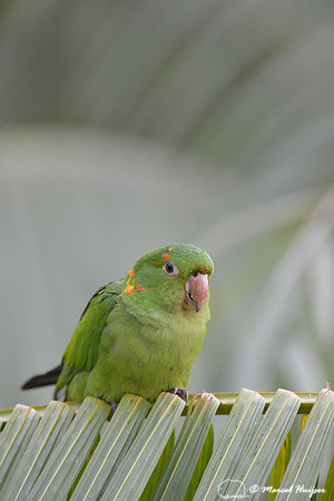 White-eyed parakeet or white-eyed conure (Psittacara leucophthalma), São Roque de Minas , Minas Gerais, Brazil