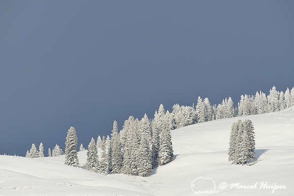 Snow covered trees on ridge with dark sky, Wyoming, USA