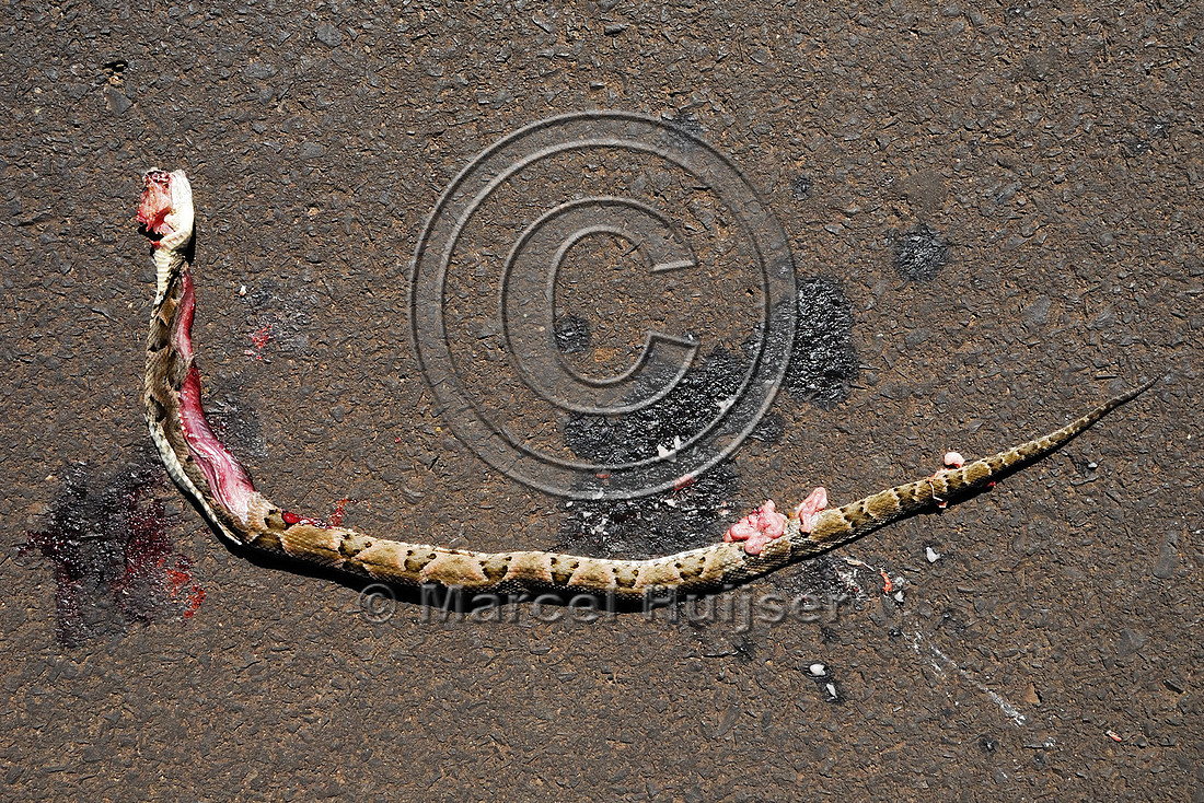 Jararaca (Bothrops jararaca) roadkill along SP-225 motorway, Brotas, Brazil