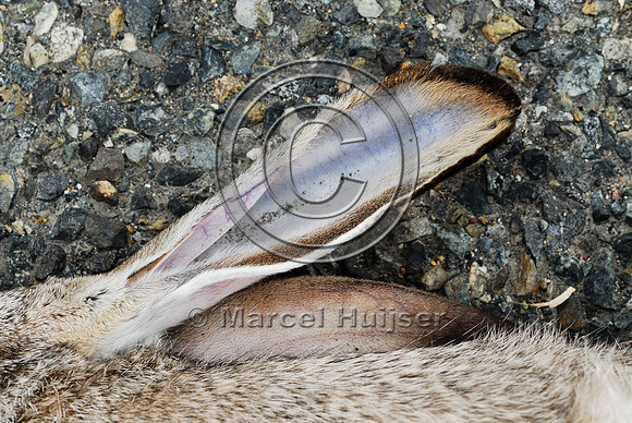 Black-tailed jackrabbit (Lepus californicus) roadkill, detail of ears, near Ft Jones, California, USA