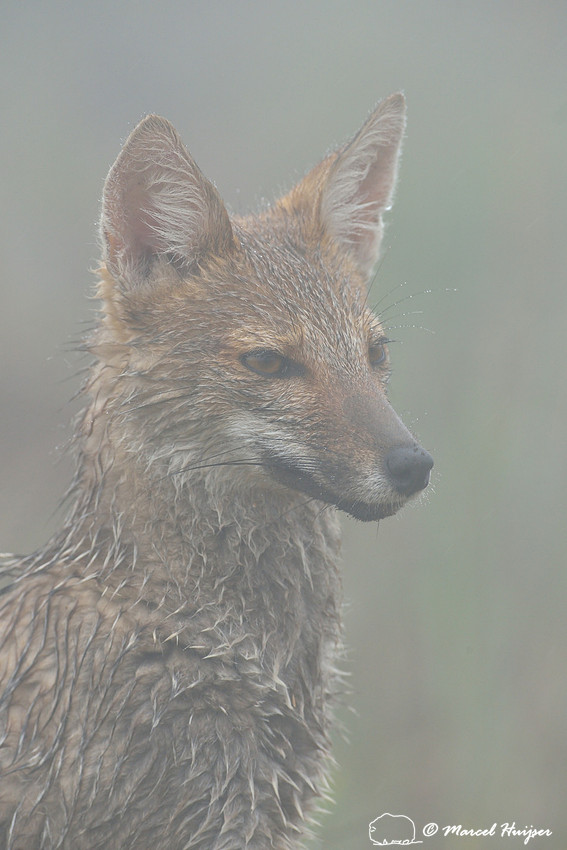 Pampas fox (Lycalopex gymnocercus), Parque Nacional de Aparados da Serra, Rio Grande do Sul, Brazil