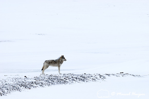 Wolf (Canis lupus), Wyoming, USA