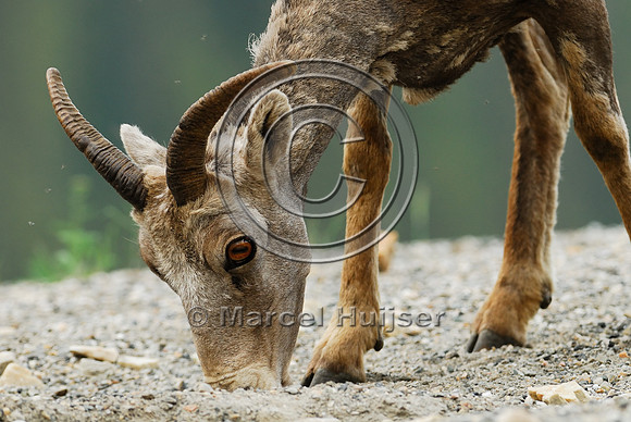 Bighorn sheep (Ovis canadensis) ewe licking roadsalt on road shoulder, British Columbia, Canada