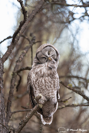 Great gray owl (Strix nebulosa) grooming, Montana
