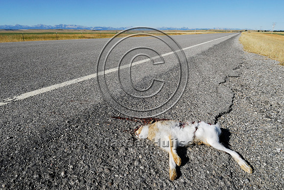White-tailed jackrabbit (Lepus townsendii) roadkill, MT