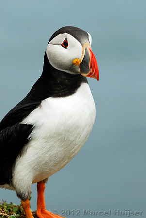 Puffin Fratercula arctica, Wales