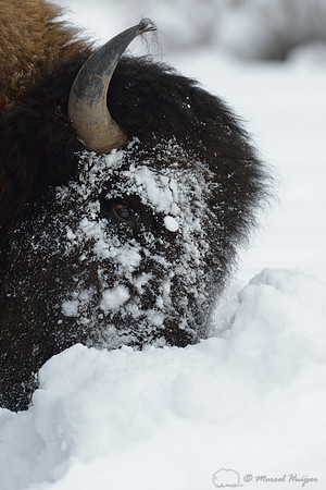 Bison (Bison bison) moving head side to side to move snow to access vegetation under the snow, Wyoming, USA