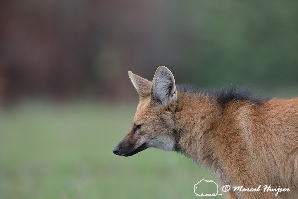 Maned wolf (Chrysocyon brachyurus), Parque Nacional da Serra da Canastra, Minas Gerais, Brazil