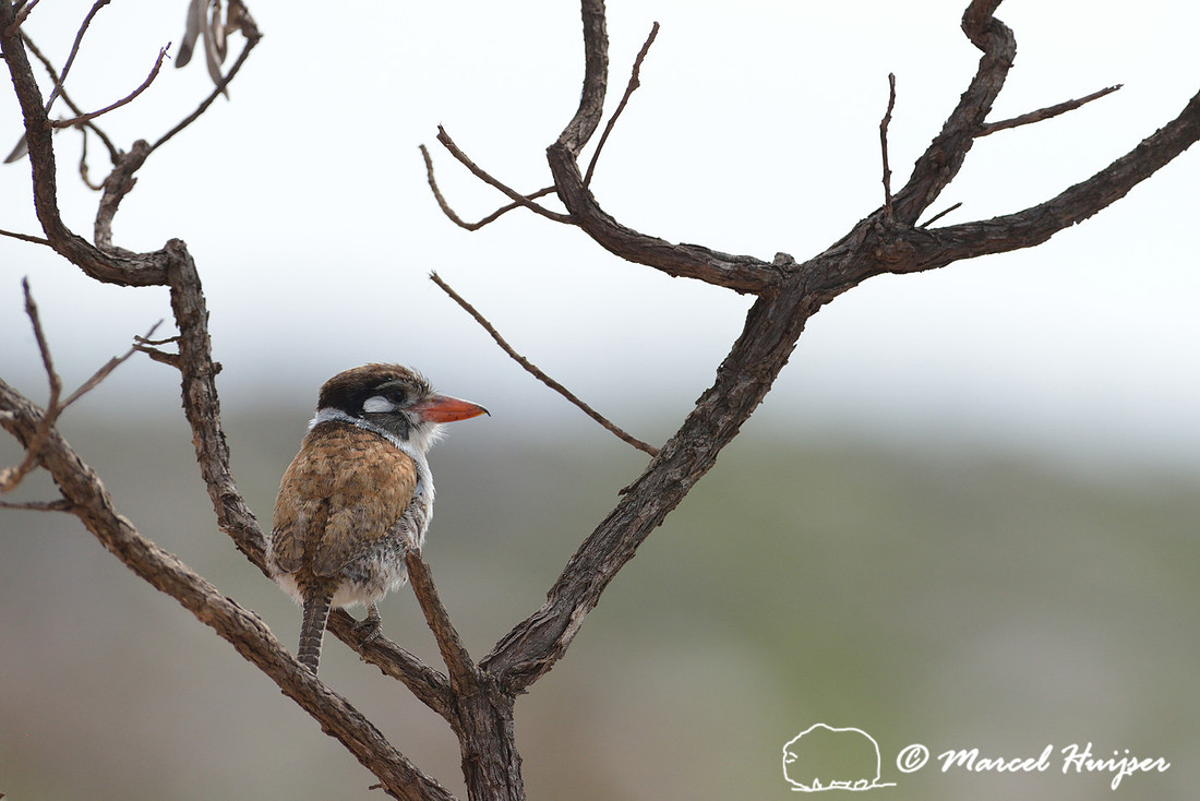 White-eared puffbird (Nystalus chacuru), Parque Nacional da Serra da Canastra, Minas Gerais, Brazil