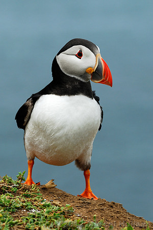 Puffin Fratercula arctica, Wales