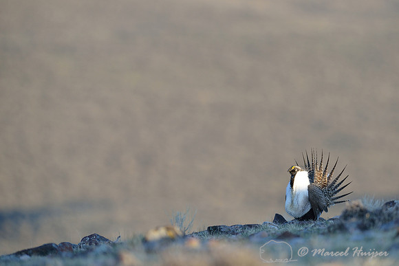 Greater sage-grouse (Centrocercus urophasianus), Montana, USA