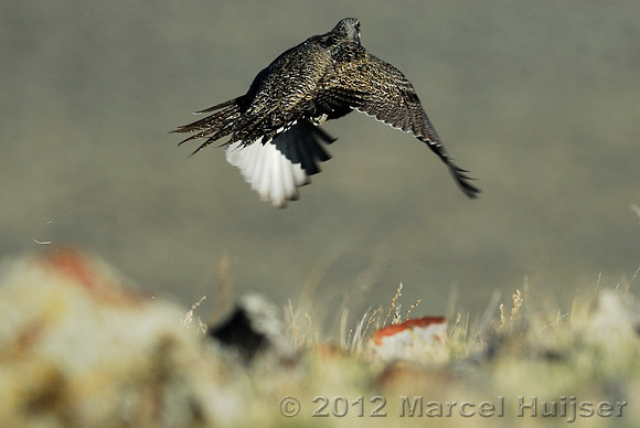 Male sage grouse (Centrocercus urophasianus) in a lek and displaying, near Bannack, Montana, USA