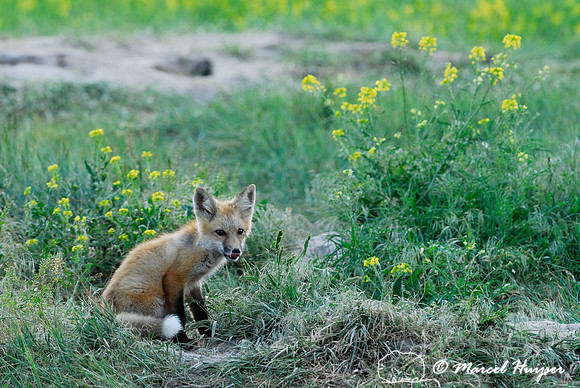 Red fox (Vulpes vulpes) kit venturing outside the den, Montana, USA