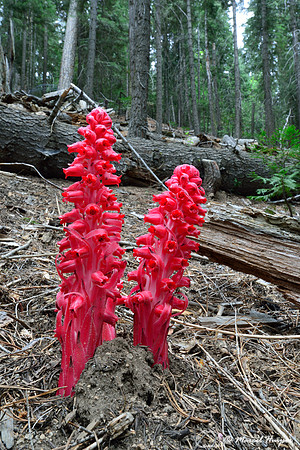 Snow Plant (Sarcodes sanguinea), Yosemite National Park, California, USA