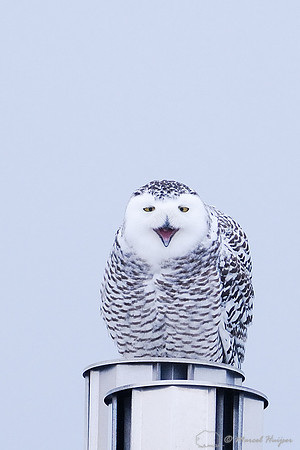 Snowy Owl (Bubo scandiacus), Montana, USA