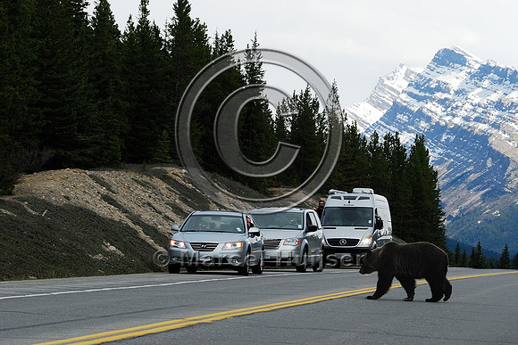 Grizzly bear (Ursus arctos) crossing road with traffic, AB
