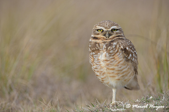 Burrowing owl (Athene cunicularia), Estação Experimental e a Estação Ecológica de Itirapina, São Paulo, Brazil
