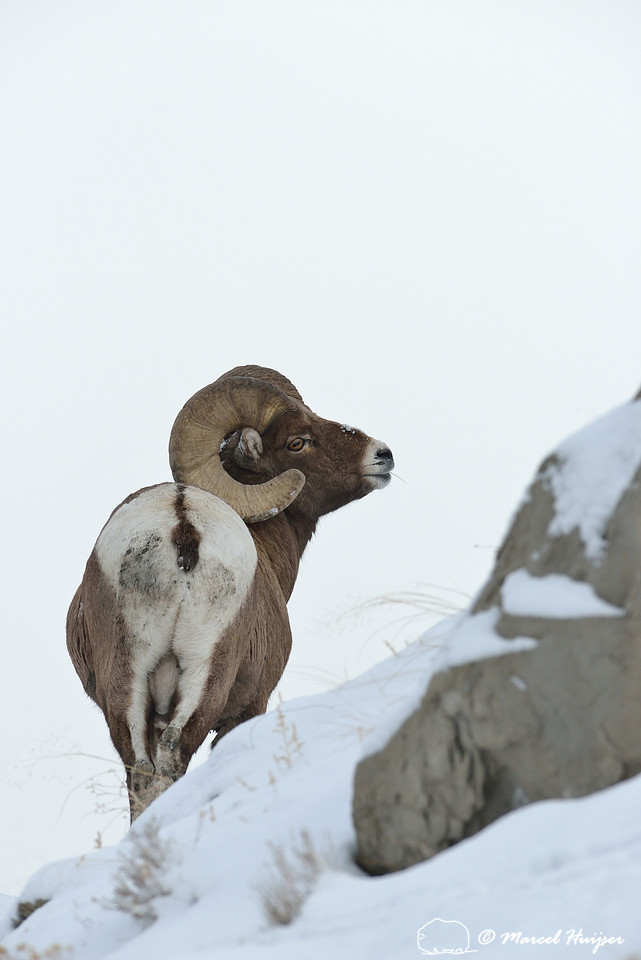 Bighorn sheep ram (Ovis canadensis), Montana, USA
