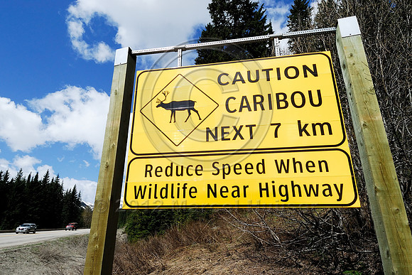 Wildlife warning sign, Caution caribou next 7 km, reduce speed when wildlife near highway, British Columbia, Canada