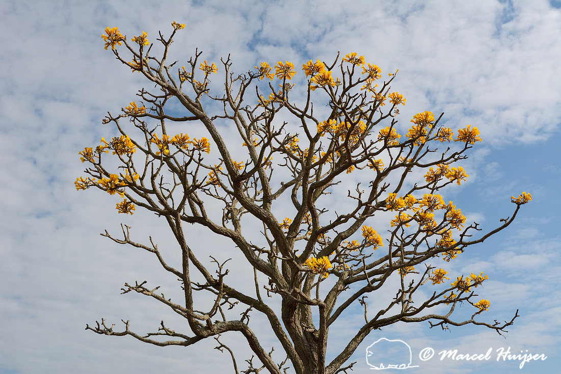 Ipê-amarelo-do-cerrado (Tabebuia ochracea), Estação Experimental e a Estação Ecológica de Itirapina, São Paulo, Brazil