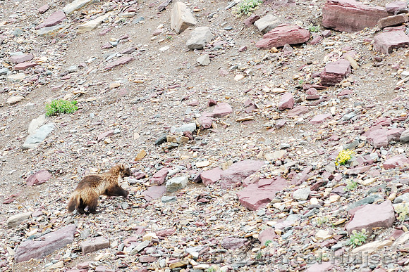 Wolverine (Gulo gulo), Montana, USA