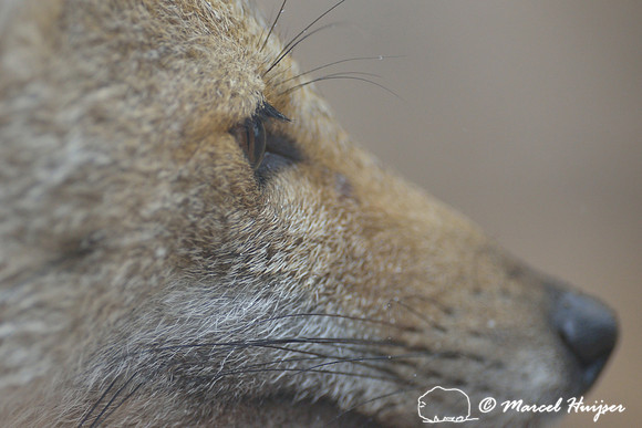 Pampas fox (Lycalopex gymnocercus), Parque Nacional de Aparados da Serra, Rio Grande do Sul, Brazil