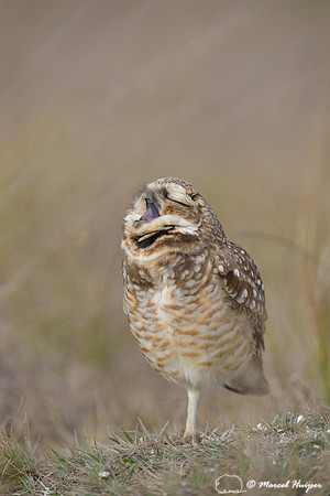 Burrowing owl (Athene cunicularia) yawning, Estação Experimental e a Estação Ecológica de Itirapina, São Paulo, Brazil