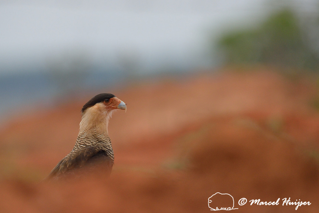 Southern crested caracara (Caracara plancus), near São Roque de Minas , Minas Gerais, Brazil