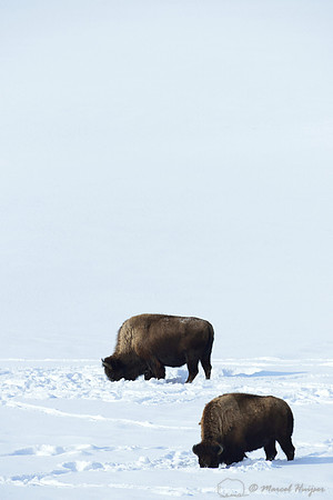 Bison (Bison bison) in the snow, Wyoming, USA