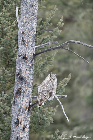 Great horned owl (Bubo virginianus), Montana