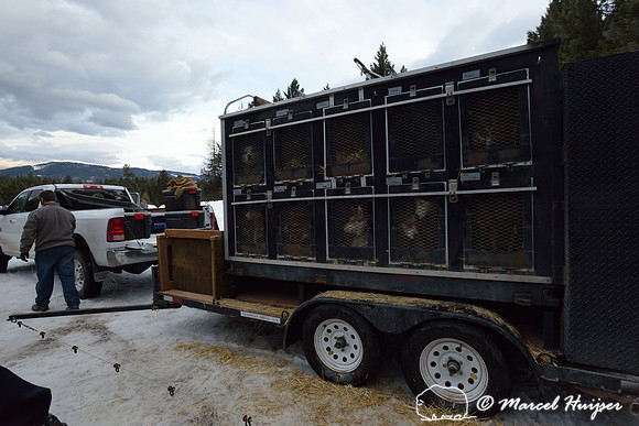 Race to the Sky, sled dog race, February 13-15 2015, Seeley Lake, Montana, USA
