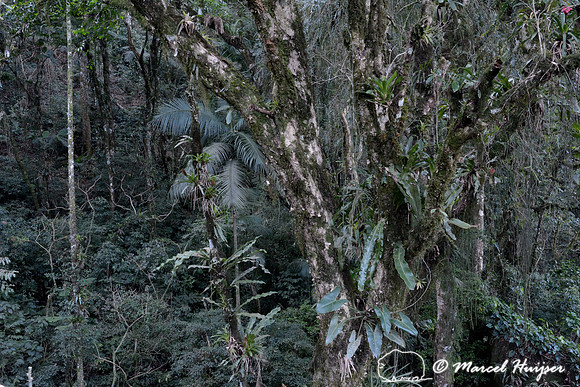 Atlantic forest with epiphytes, near São Francisco Xavier, São Paulo, Brazil