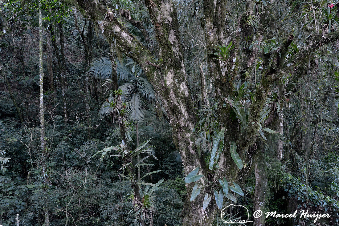 Atlantic forest with epiphytes, near São Francisco Xavier, São Paulo, Brazil