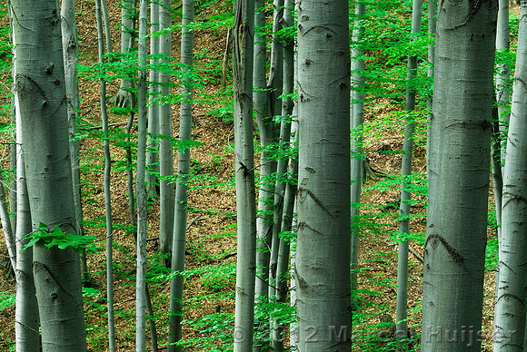 Beech forest (Fagus sylvaticus) in early summer, Bulgaria