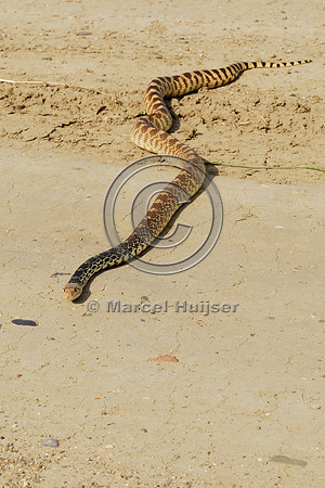 Gophersnake (Pituophis catenifer) on dirt road, Montana, USA