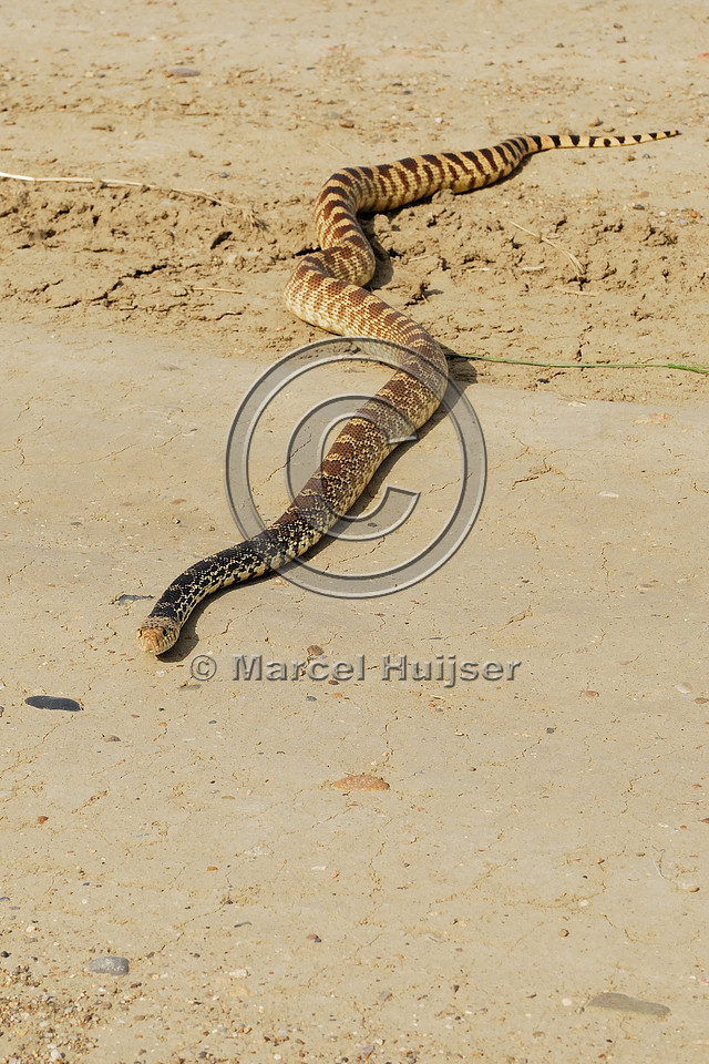 Gophersnake (Pituophis catenifer) on dirt road, Montana, USA