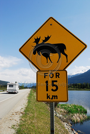 Moose (Alces alces) warning sign, for 15 km, BC