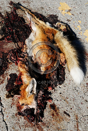 Red fox (Vulpes vulpes) roadkill, MT