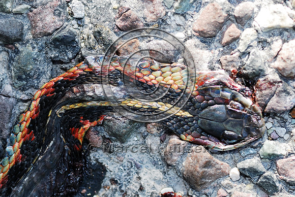 Common gartersnake (Thamnophis sirtalis) roadkill, MT
