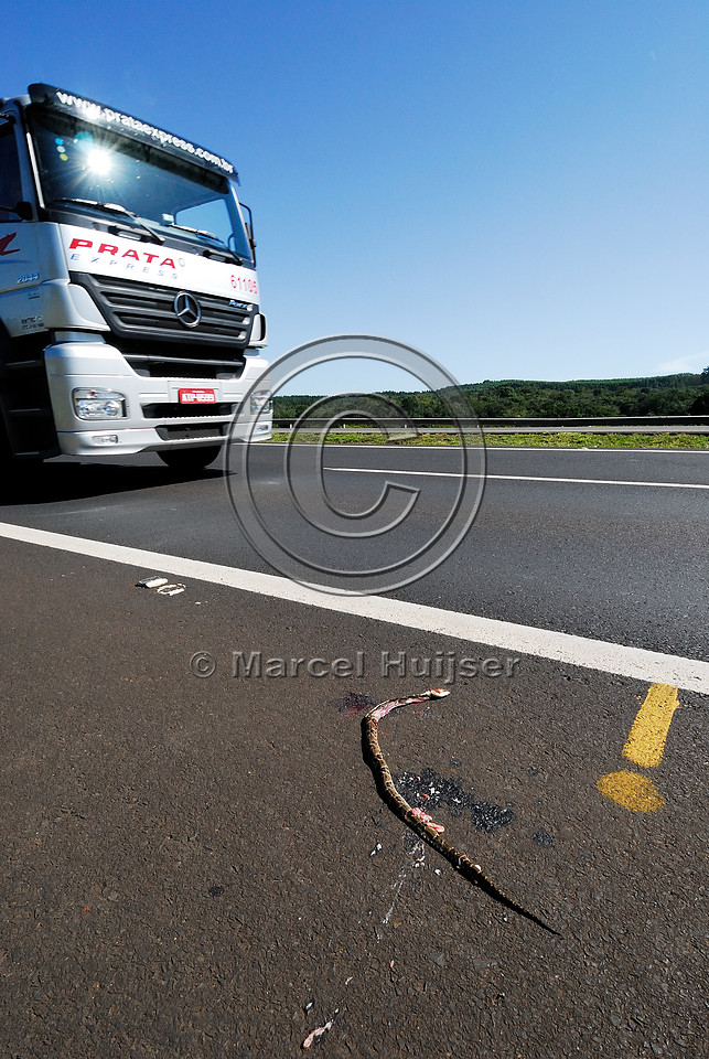 Jararaca (Bothrops jararaca) roadkill along SP-225 motorway, Brotas, Brazil