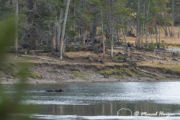 Grizzly bear (Ursus arctos) swimming across river,  Wyoming, USA