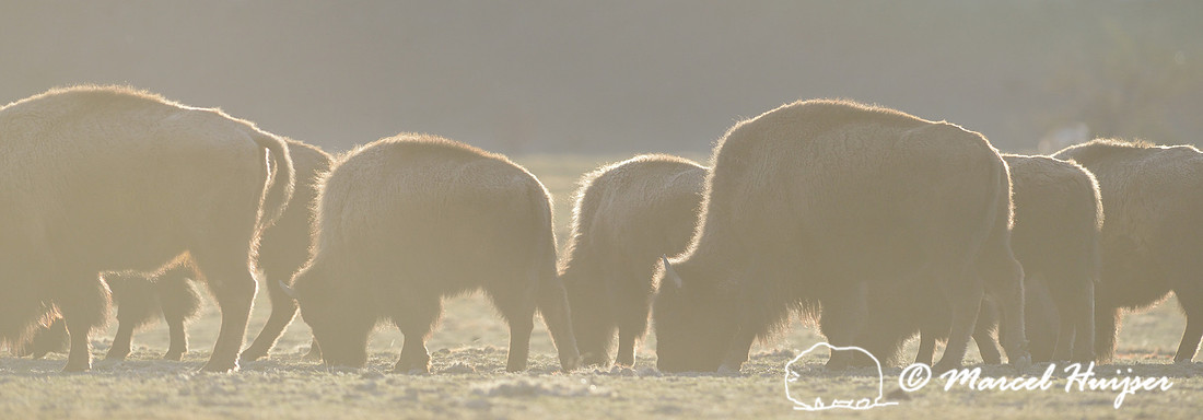 Bison (Bison bison) grazing in early spring, Montana, USA
